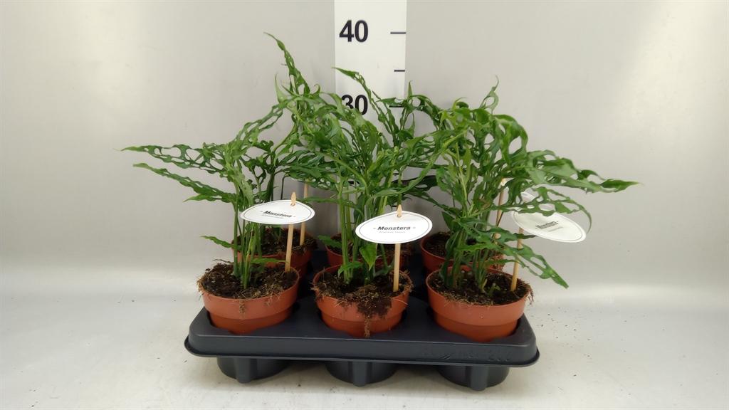 Горшечные цветы и растения оптом Monstera Minima Variegated от 6шт из Голландии с доставкой по России
