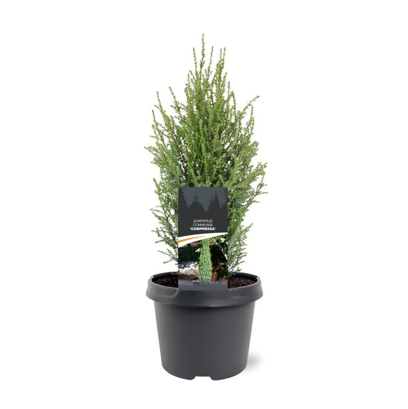 Горшечные цветы и растения оптом Juniperus Comm Compressa от 1шт из Голландии с доставкой по России