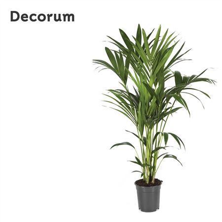 Горшечные цветы и растения оптом Howea Forsteriana 120cm (kentia) Decorum от 1шт из Голландии с доставкой по России