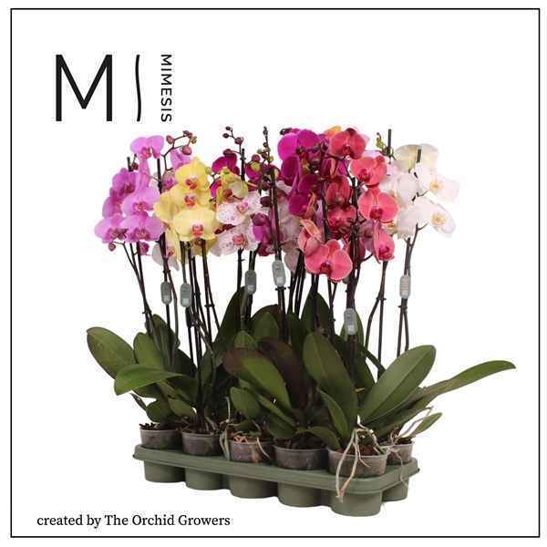 Горшечные цветы и растения оптом Phal 2st Mix 16+ (orchid Growers) от 10шт из Голландии с доставкой по России