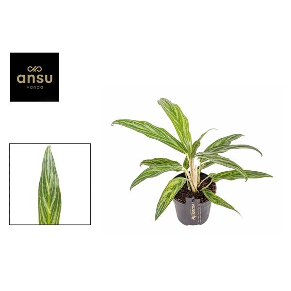 Горшечные цветы и растения оптом Aglaonema Sunray Green от 6шт из Голландии с доставкой по России