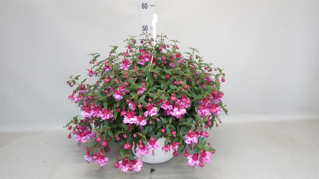 Горшечные цветы и растения оптом Fuchsia   ... от 1шт из Голландии с доставкой по России