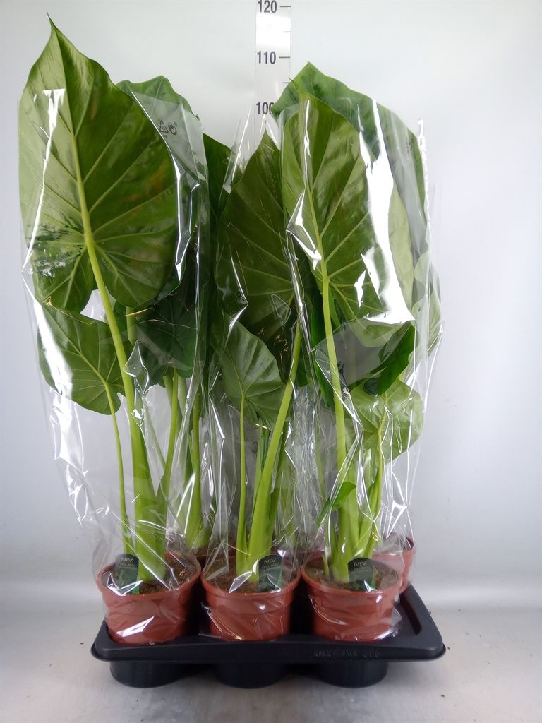 Горшечные цветы и растения оптом Alocasia Macrorrhizos от 6шт (для телеги) из Голландии с доставкой по России