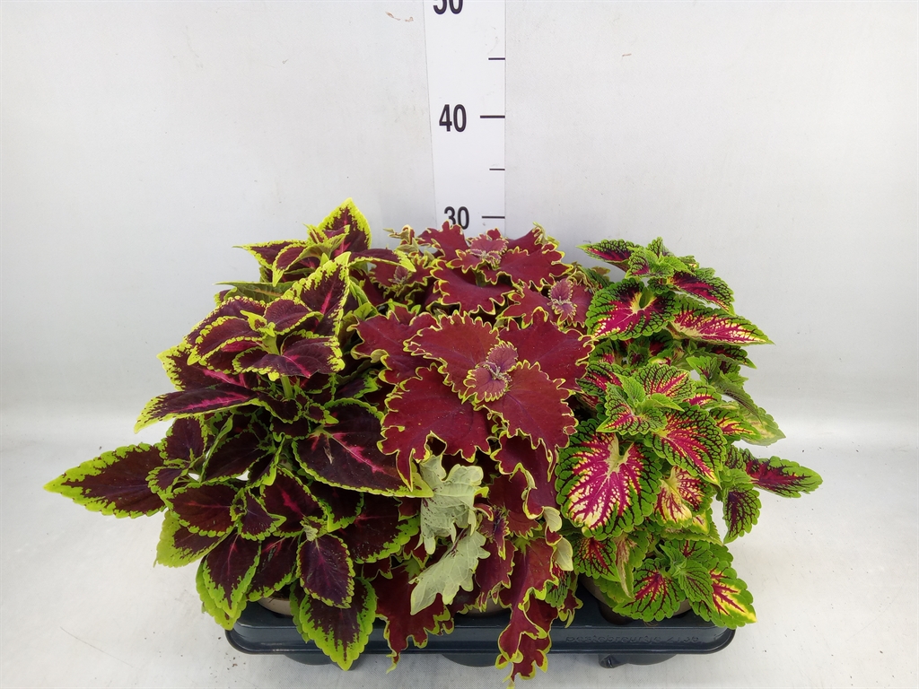 Горшечные цветы и растения оптом Plectranthus Col.   ...mix от 6шт из Голландии с доставкой по России