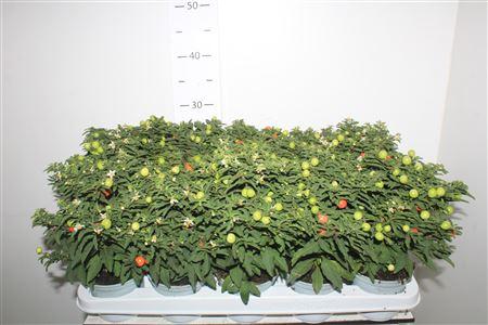 Горшечные цветы и растения оптом Solanum Pseudocapsicum от 15шт из Голландии с доставкой по России