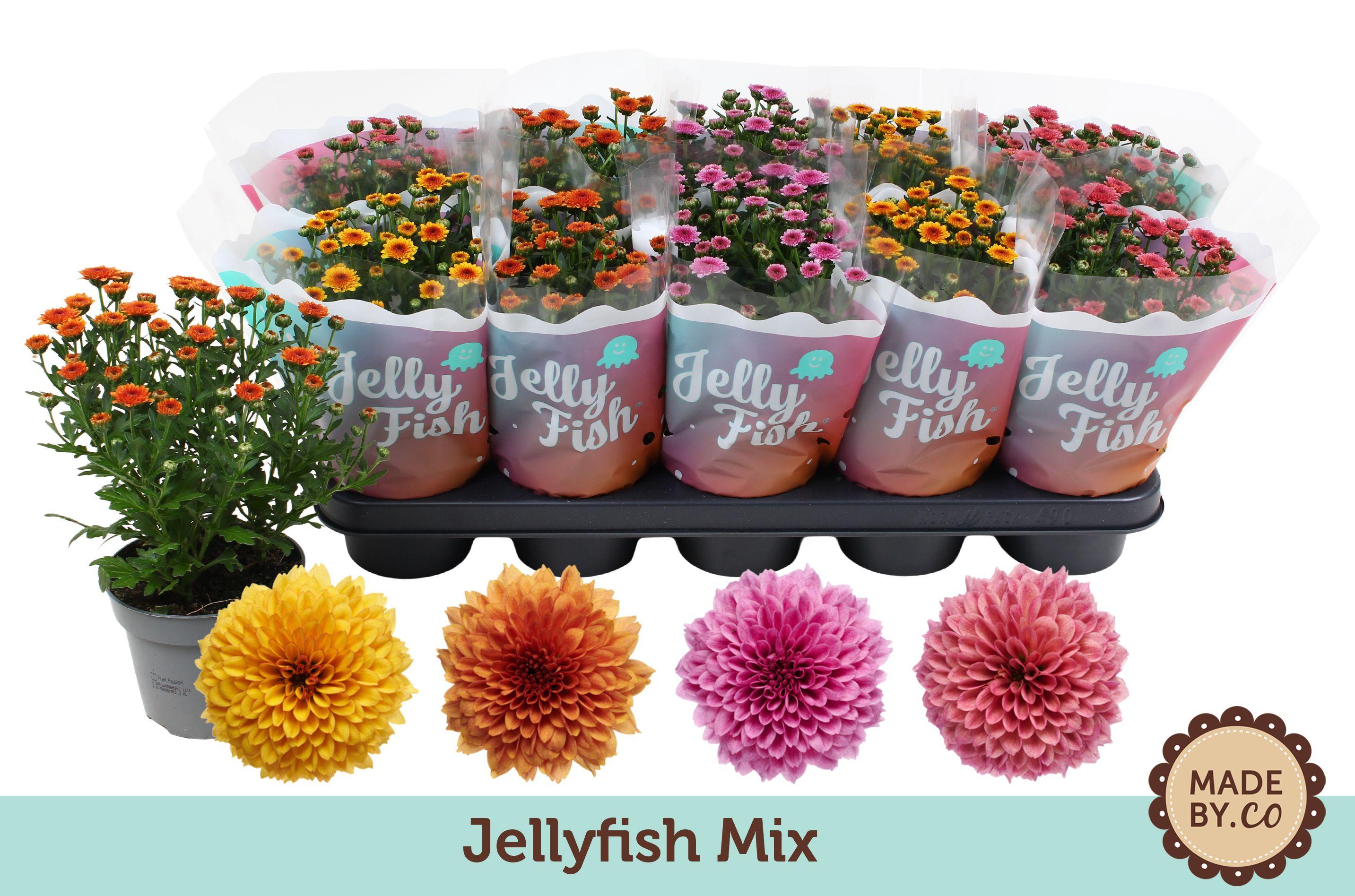 Горшечные цветы и растения оптом Chrys Jellyfi Gem от 10шт из Голландии с доставкой по России