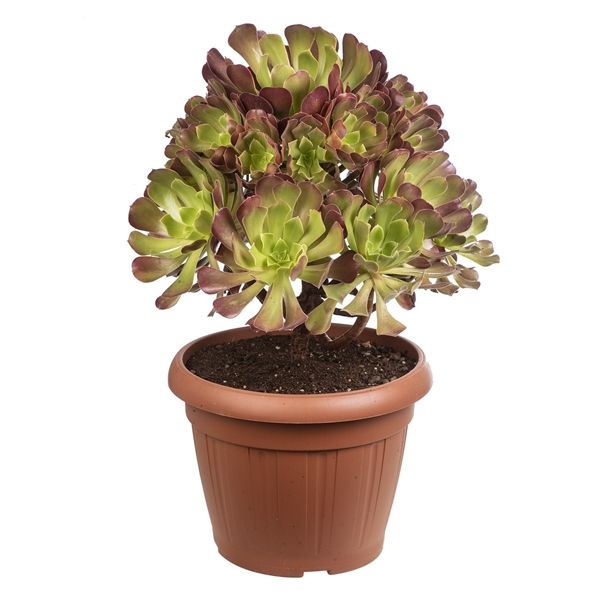 Горшечные цветы и растения оптом Aeonium Arboreum Atropurpureum от 1шт из Голландии с доставкой по России