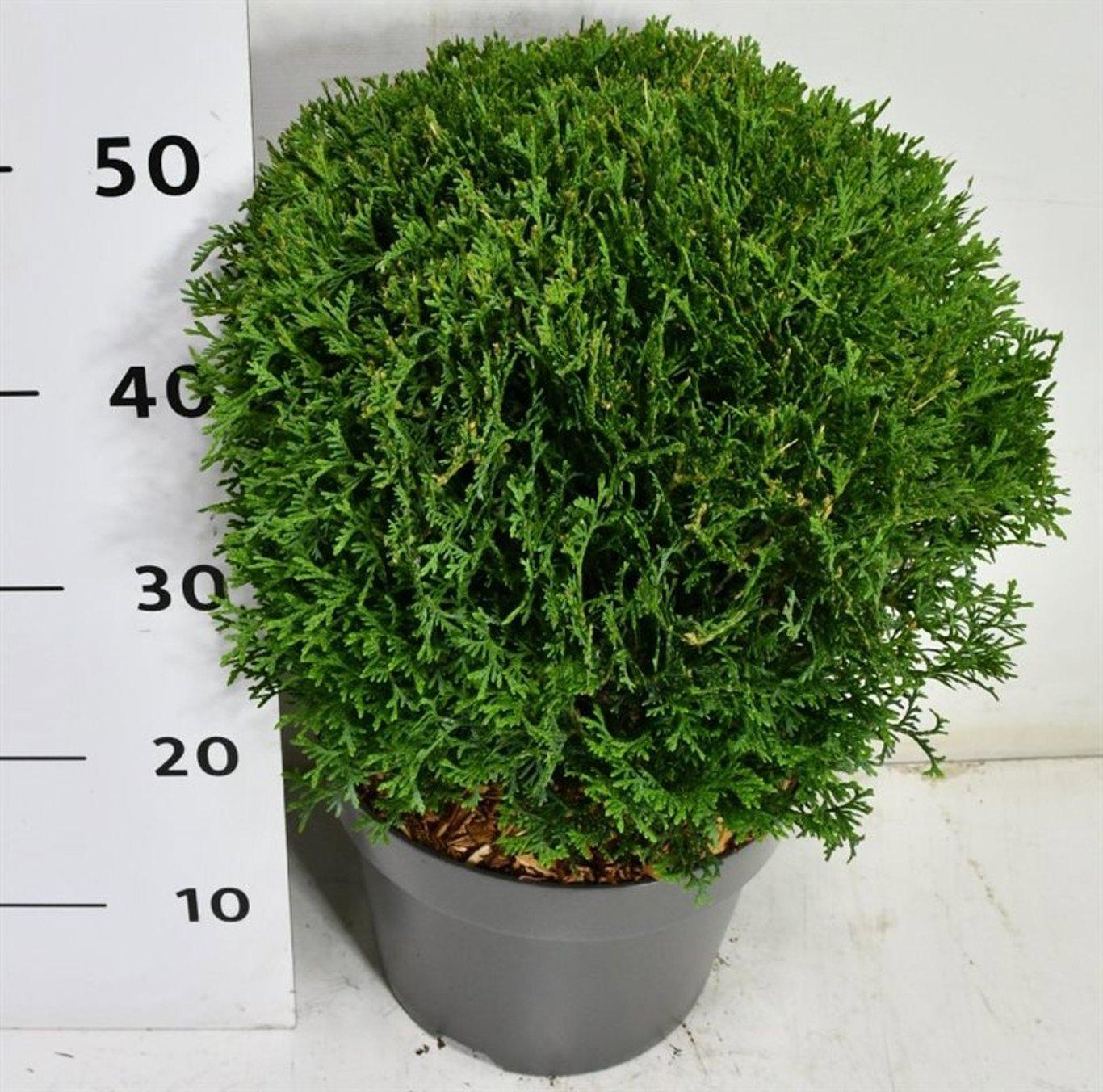 Горшечные цветы и растения оптом Thuja Occ. tiny Tim от 1шт из Голландии с доставкой по России