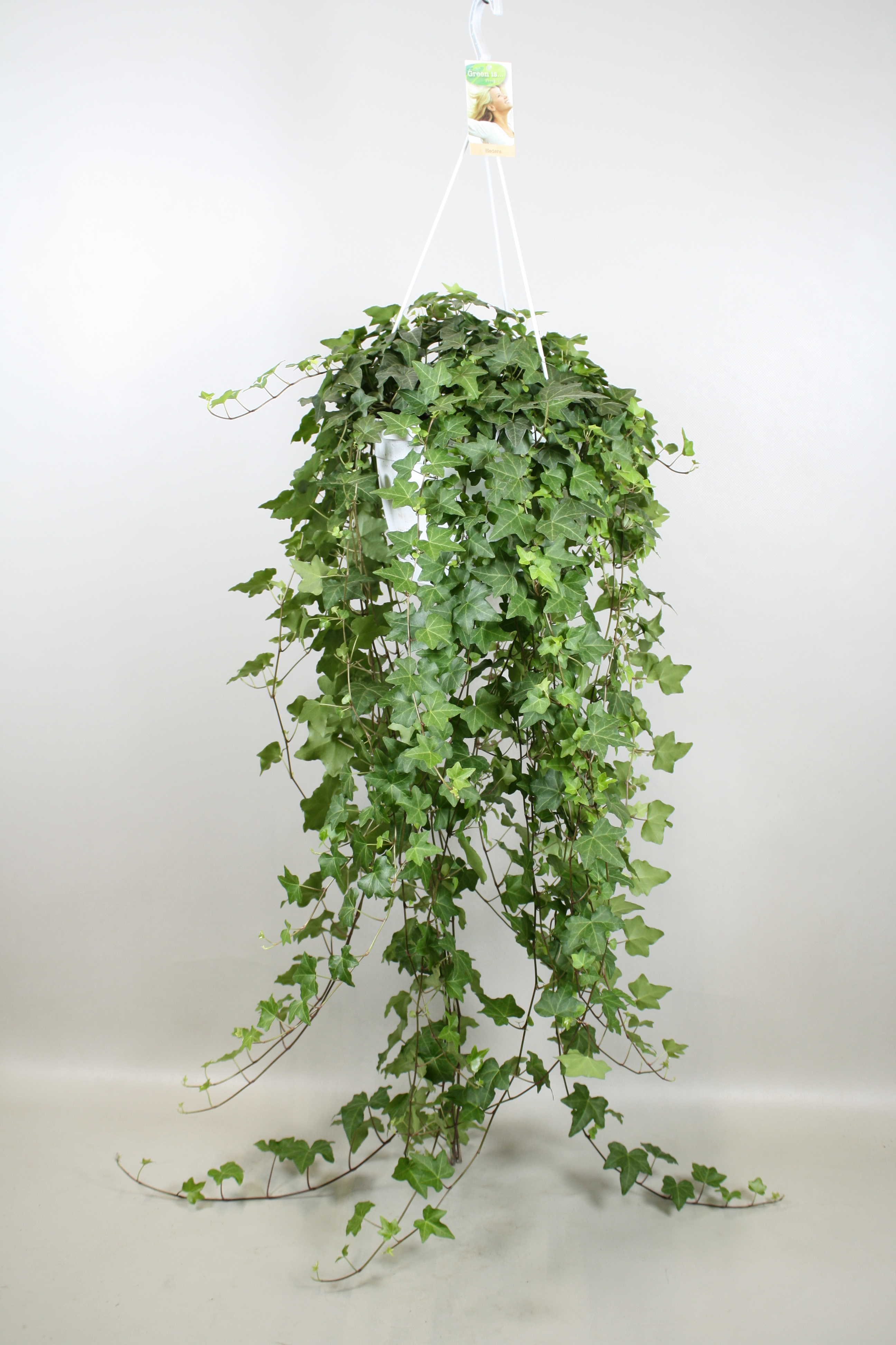 Горшечные цветы и растения оптом Hedera Pittsburgh Hangpot от 1шт из Голландии с доставкой по России