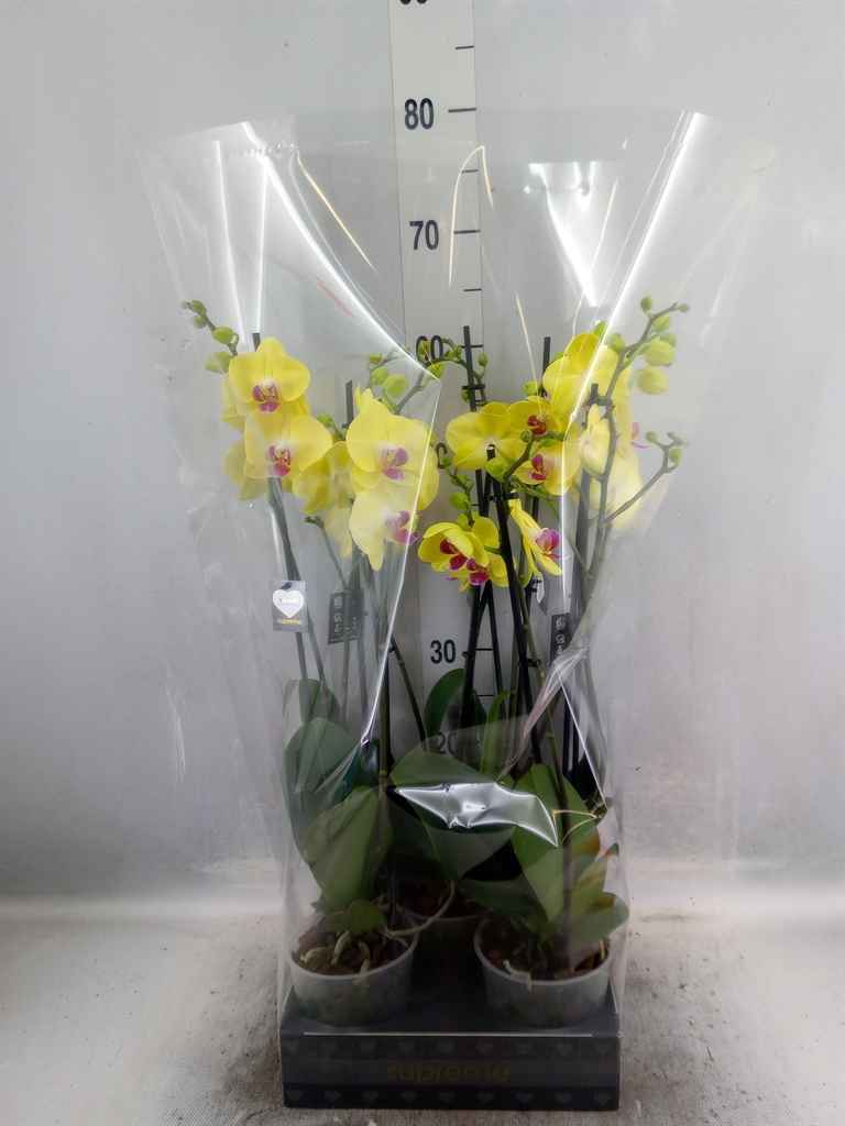 Горшечные цветы и растения оптом Phalaenopsis   ...yellow от 5шт из Голландии с доставкой по России