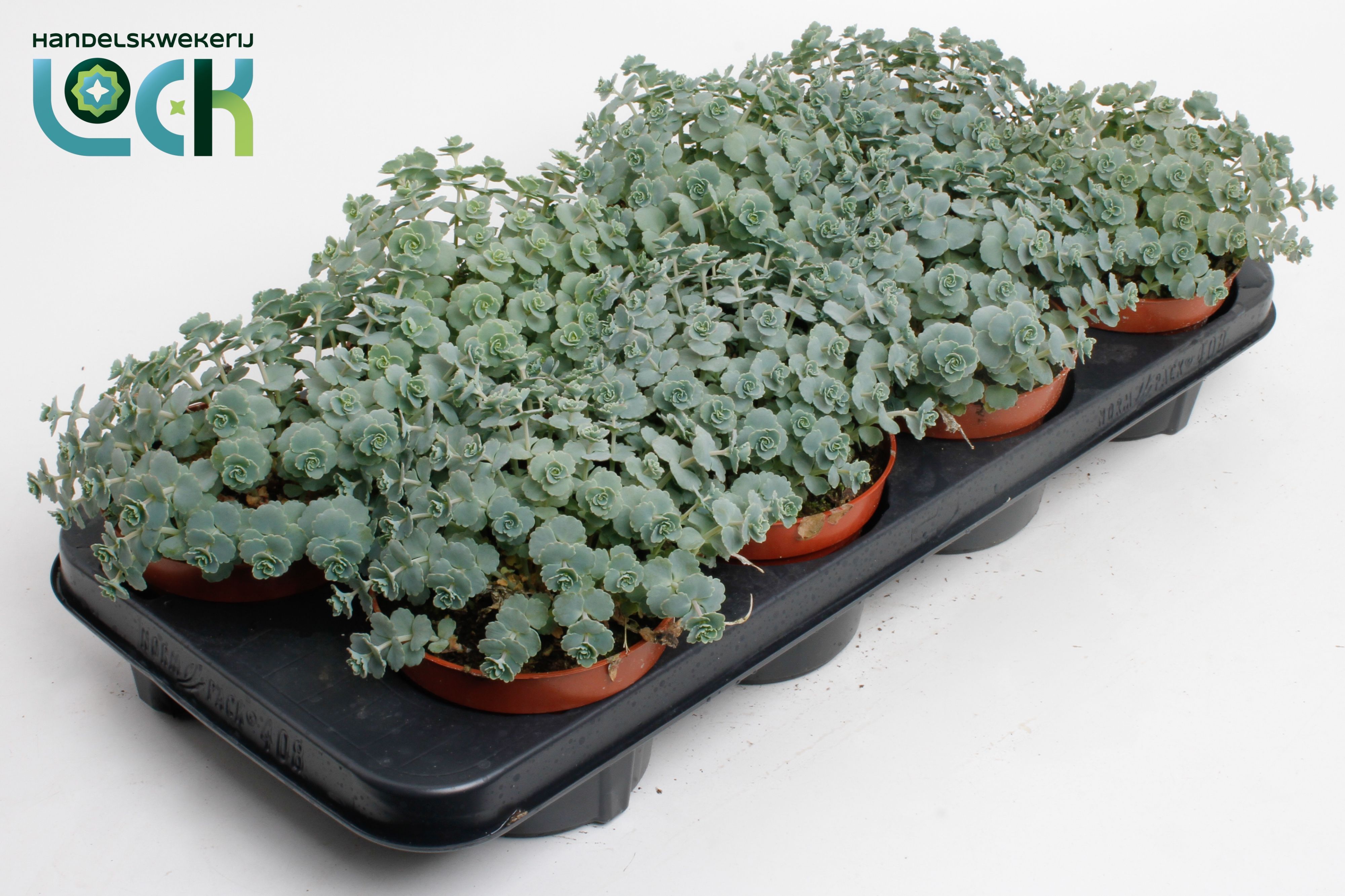 Горшечные цветы и растения оптом Sedum Siebolii от 6шт из Голландии с доставкой по России