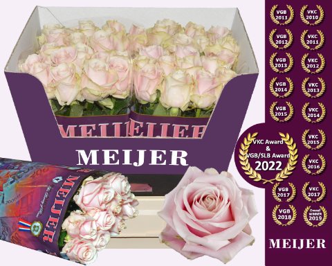 Срезанные цветы оптом Rosa large sweet avalanche+ Meijer purple от 40шт из Голландии с доставкой по России