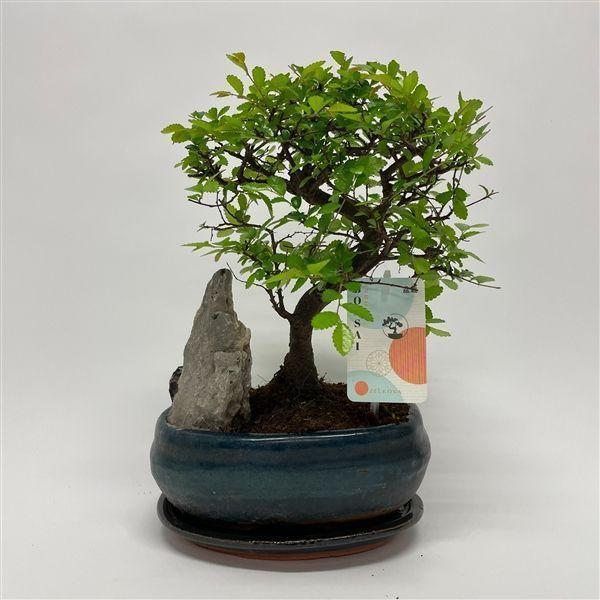 Горшечные цветы и растения оптом Bonsai Zelkova S-shape Landscape от 5шт из Голландии с доставкой по России