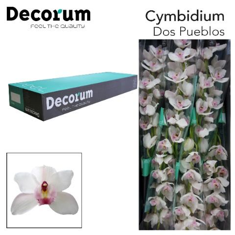 Срезанные цветы оптом Cymbidium white jungfrau dos pueblos от 8шт. из Голландии с доставкой по России