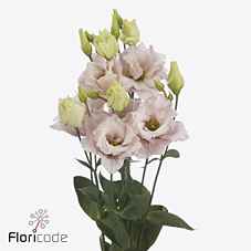 Срезанные цветы оптом Lisianthus do chaconne soft от 50шт из Голландии с доставкой по России