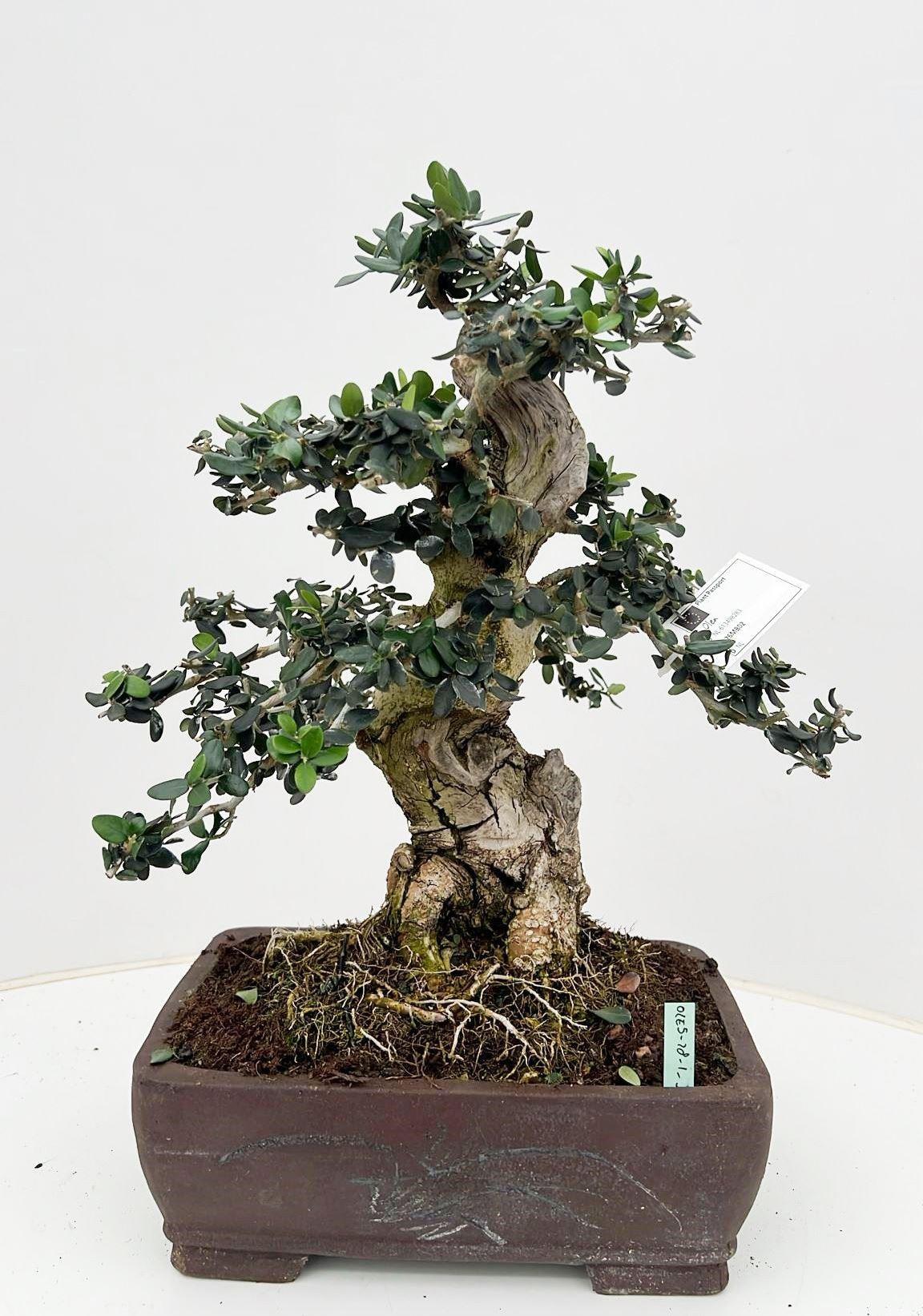Горшечные цветы и растения оптом Olea Sylvestris, Pot 28cm. Height 50cm. (single It от 1шт из Голландии с доставкой по России