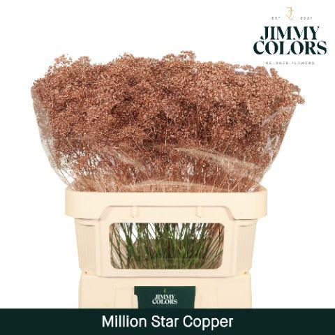 Срезанные цветы оптом Gyps fine paint copper от 50шт из Голландии с доставкой по России