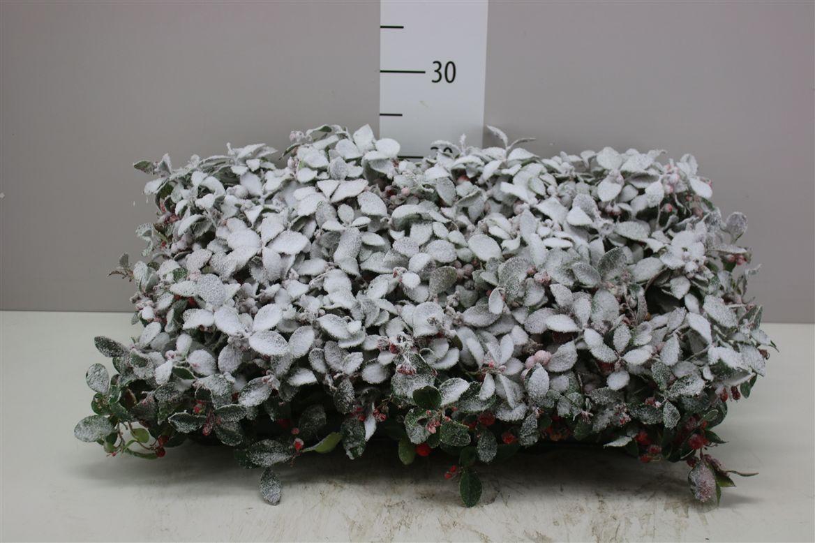 Горшечные цветы и растения оптом Gaultheria Pro Big Berry Snow от 15шт из Голландии с доставкой по России