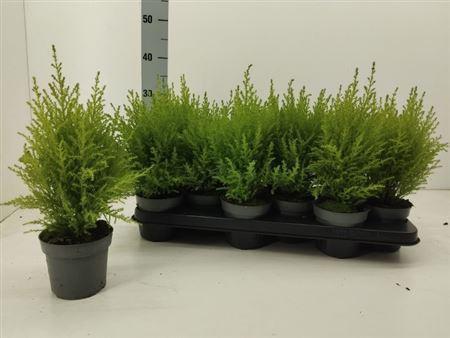 Горшечные цветы и растения оптом Cupr Ma Goldc Wilma от 12шт из Голландии с доставкой по России