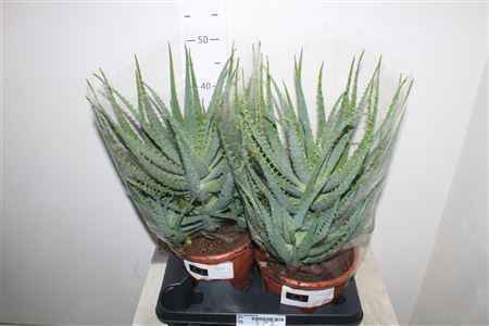 Горшечные цветы и растения оптом Aloe Arborescens Xxl от 2шт из Голландии с доставкой по России
