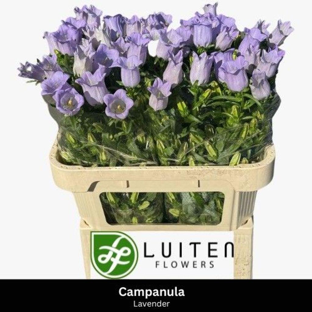 Срезанные цветы оптом Campanula medium champion lavender от 50шт из Голландии с доставкой по России