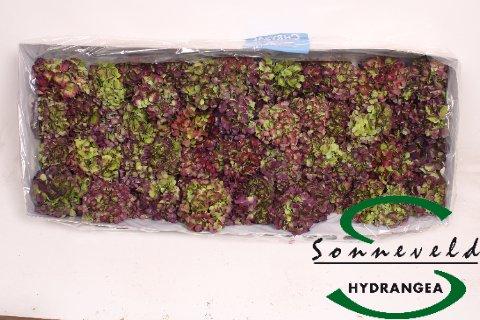 Срезанные цветы оптом Hydrangea green purple от 21шт из Голландии с доставкой по России