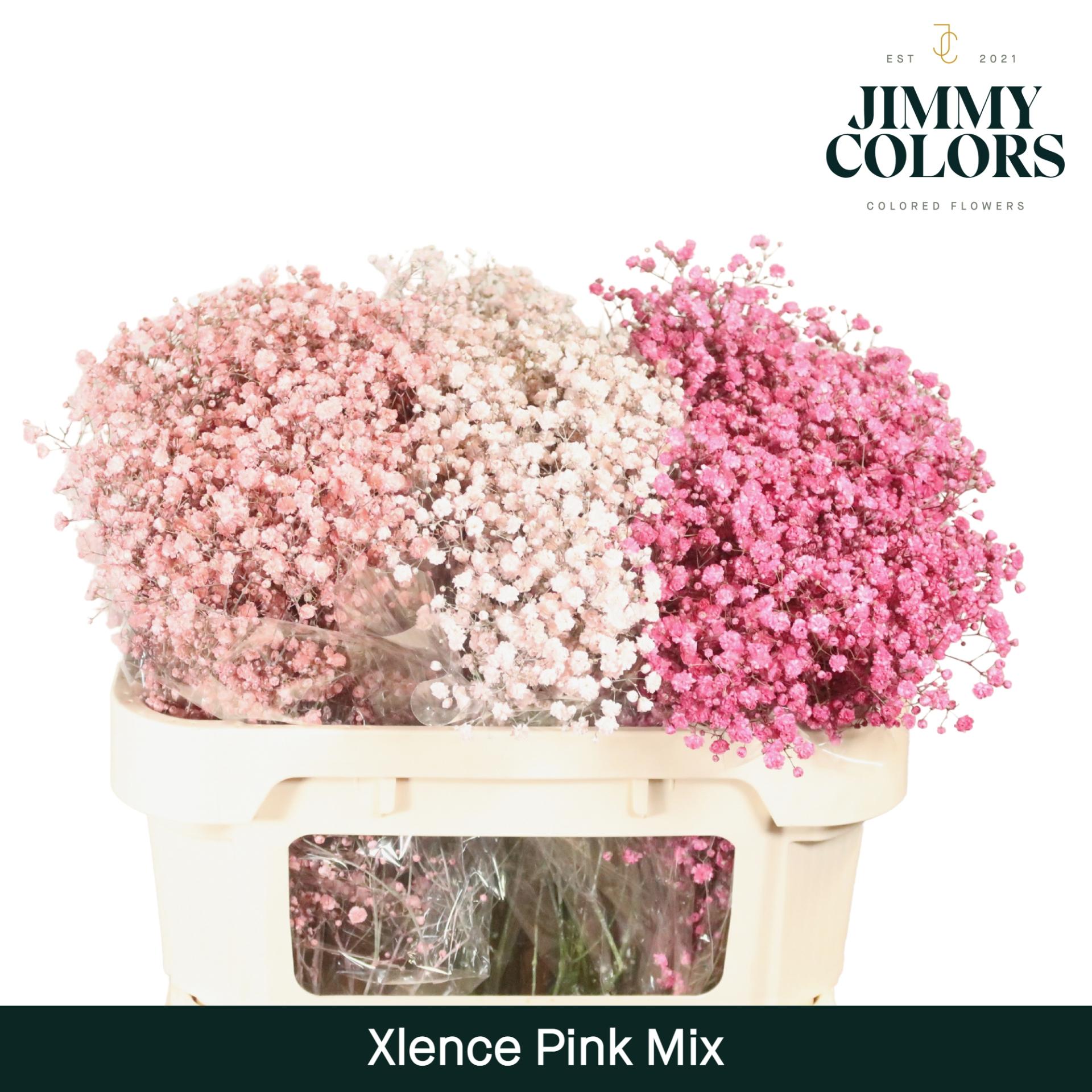 Срезанные цветы оптом Gyps large paint mix pink от 75шт из Голландии с доставкой по России