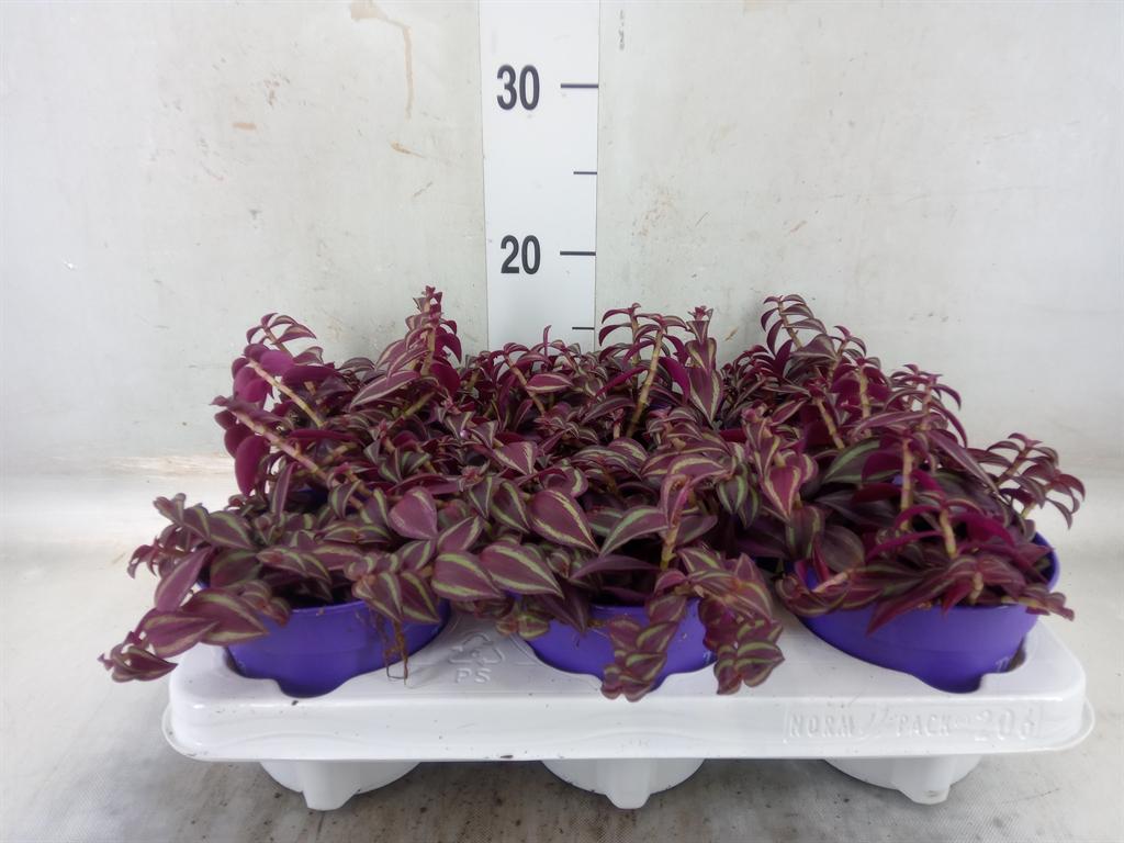 Горшечные цветы и растения оптом Tradescantia   ... от 6шт из Голландии с доставкой по России
