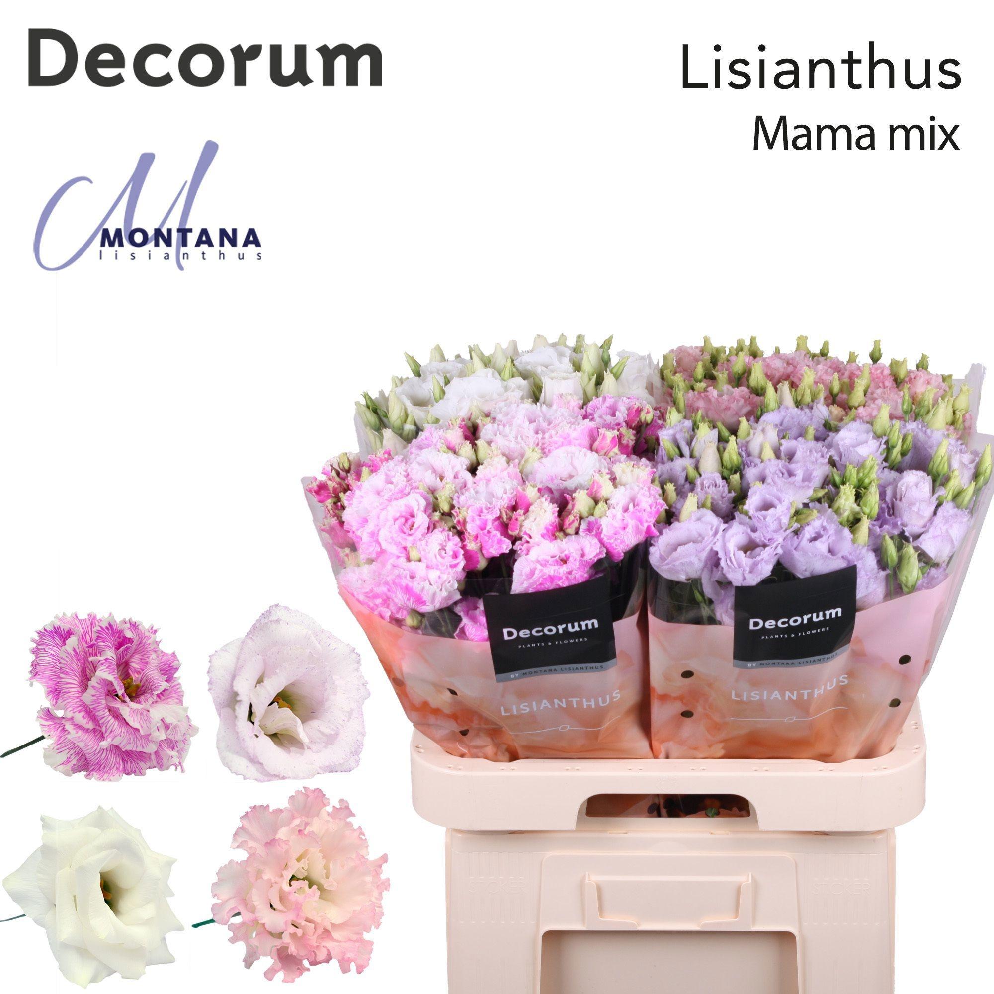 Срезанные цветы оптом Lisianthus do mix mama от 140шт из Голландии с доставкой по России