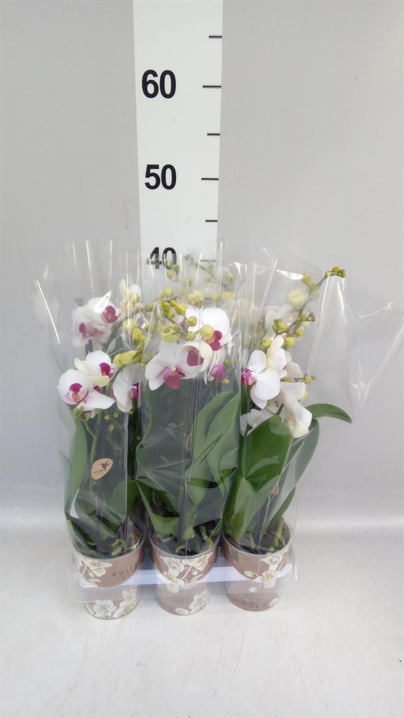 Горшечные цветы и растения оптом Phalaenopsis Multi. fc Safe Haven от 6шт (для телеги) из Голландии с доставкой по России