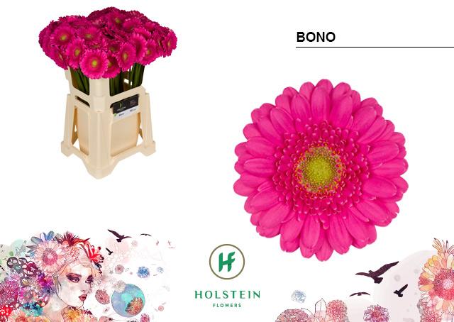 Срезанные цветы оптом Germini bono от 80шт из Голландии с доставкой по России