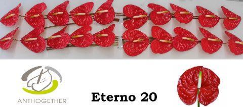 Срезанные цветы оптом Anthurium eterno от 20шт из Голландии с доставкой по России