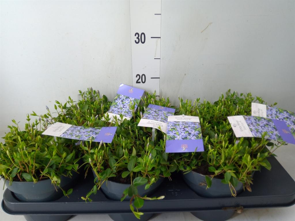 Горшечные цветы и растения оптом Vinca Minor от 6шт из Голландии с доставкой по России