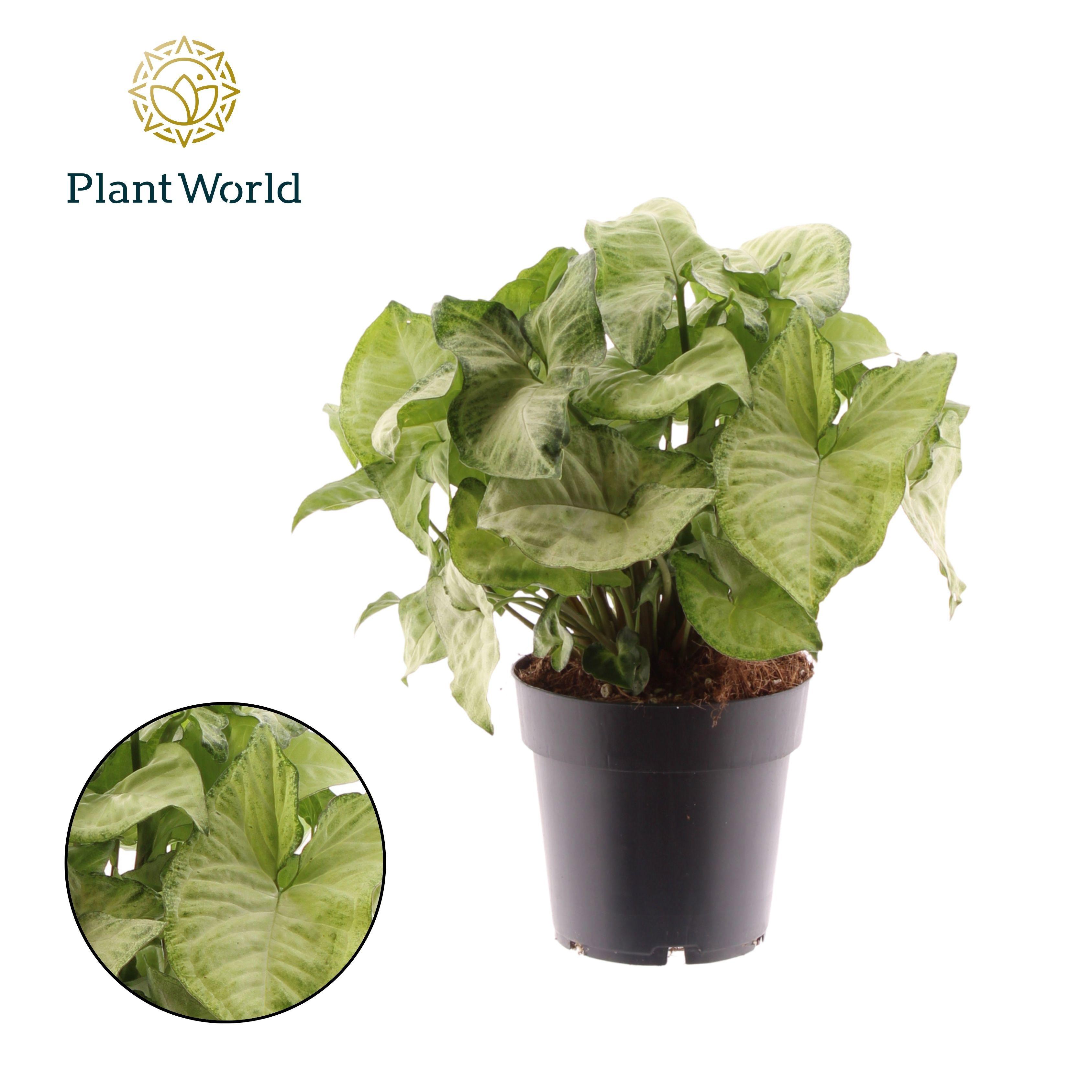 Горшечные цветы и растения оптом Syngonium White Butterfly от 6шт из Голландии с доставкой по России