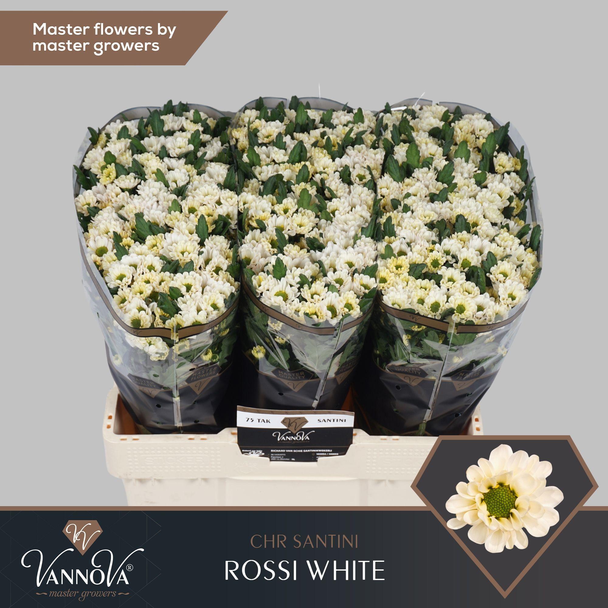 Срезанные цветы оптом Chrys sa rossi white от 75шт. из Голландии с доставкой по России