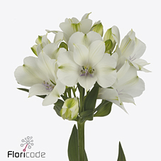 Срезанные цветы оптом Alstroemeria annabelle от 60шт из Голландии с доставкой по России