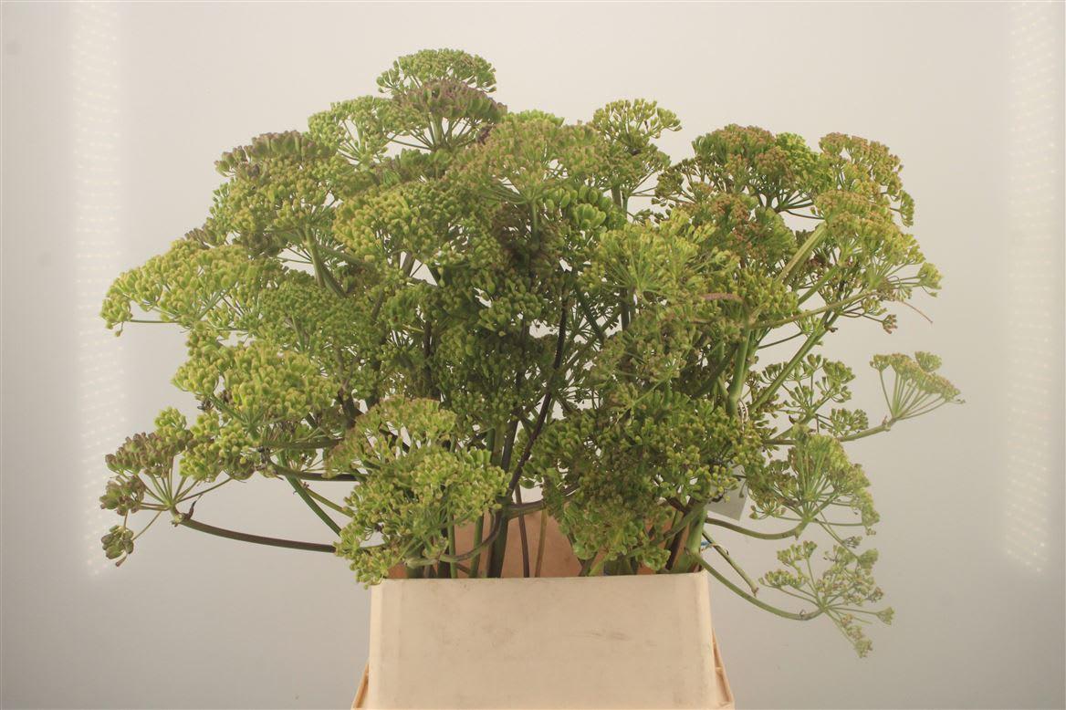 Срезанные цветы оптом Foeniculum vulgare от 10шт из Голландии с доставкой по России