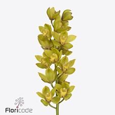 Срезанные цветы оптом Minicymbidium green flame от 4шт из Голландии с доставкой по России