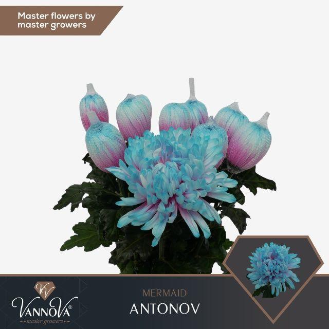 Срезанные цветы оптом Chrys bl paint antonov mermaid от 20шт. из Голландии с доставкой по России