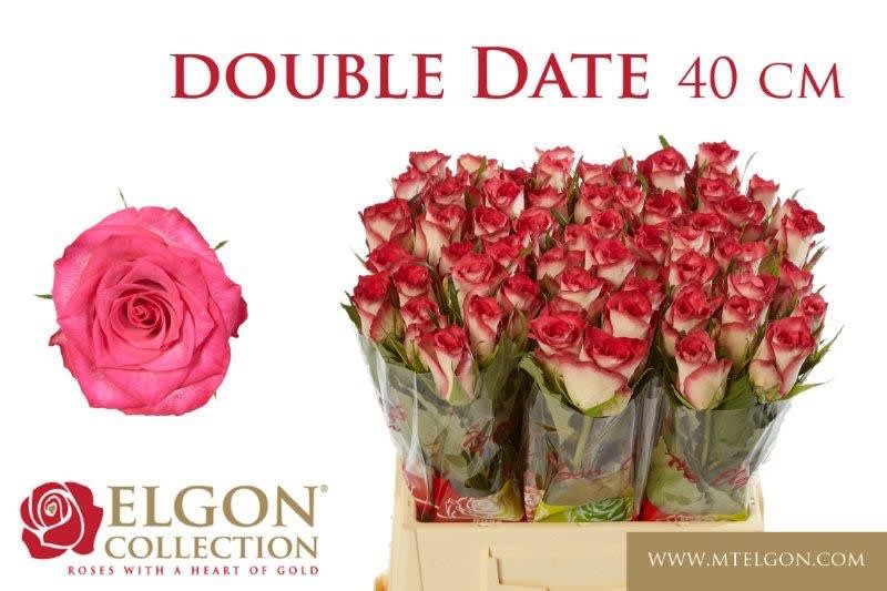 Срезанные цветы оптом Rosa large double date! от 60шт из Голландии с доставкой по России