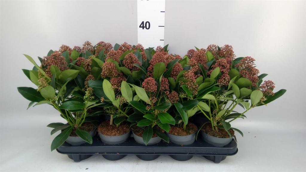 Горшечные цветы и растения оптом Skimmia Jap. rubella от 10шт из Голландии с доставкой по России