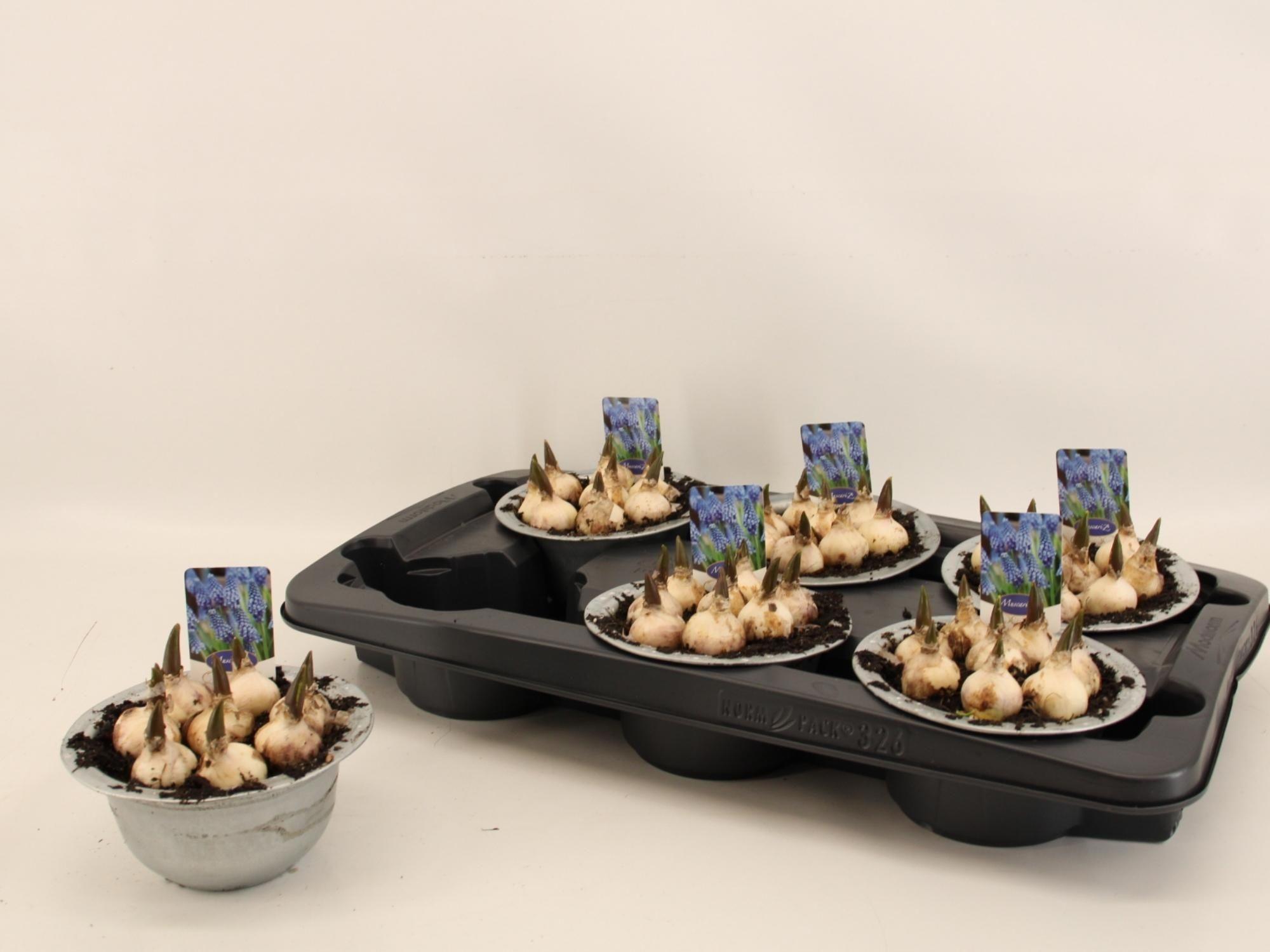 Горшечные цветы и растения оптом Muscar Big Smile от 6шт из Голландии с доставкой по России