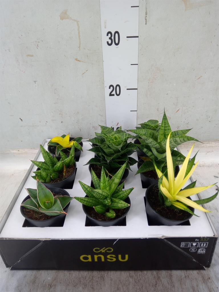 Горшечные цветы и растения оптом Sansevieria   ... от 9шт (для телеги) из Голландии с доставкой по России
