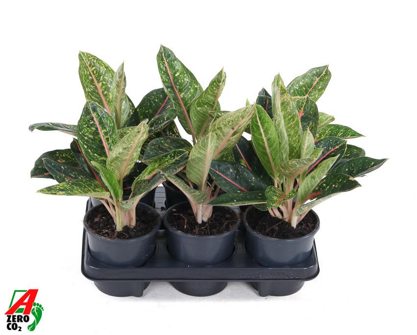 Горшечные цветы и растения оптом Aglaonema Tropic Passion от 6шт из Голландии с доставкой по России