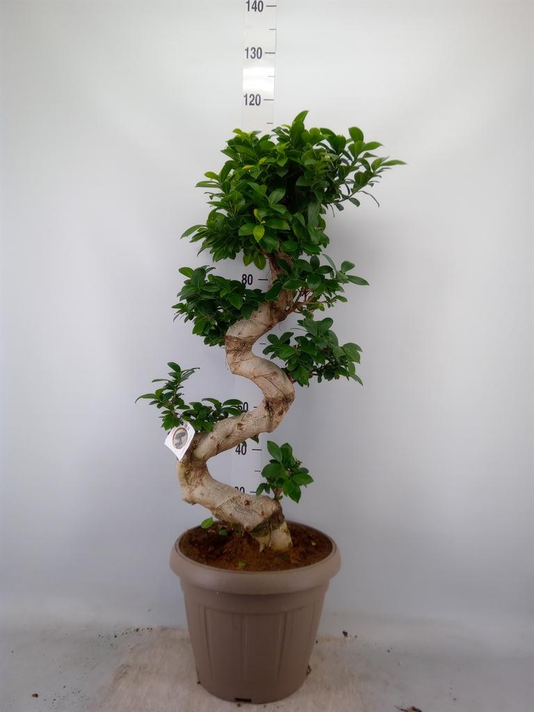 Горшечные цветы и растения оптом Ficus Ginseng  S-shape от 1шт из Голландии с доставкой по России