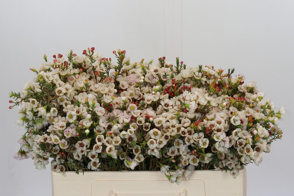 Срезанные цветы оптом Chamelaucium moonlight delight от 125шт из Голландии с доставкой по России