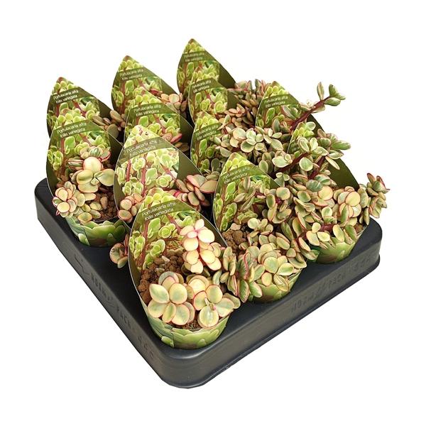 Горшечные цветы и растения оптом Portulacaria Afra Follis Variegata Potcover от 12шт (для телеги) из Голландии с доставкой по России