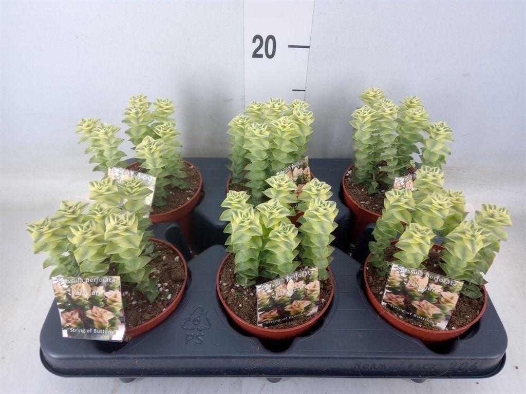 Горшечные цветы и растения оптом Crassula Perforata от 6шт из Голландии с доставкой по России