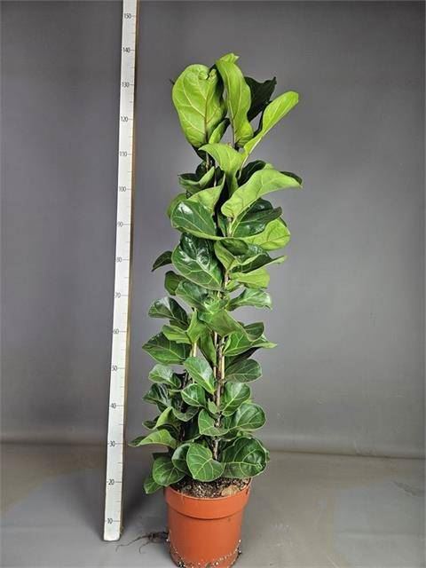 Горшечные цветы и растения оптом Ficus Lyrata Bambino 3pp от 1шт из Голландии с доставкой по России