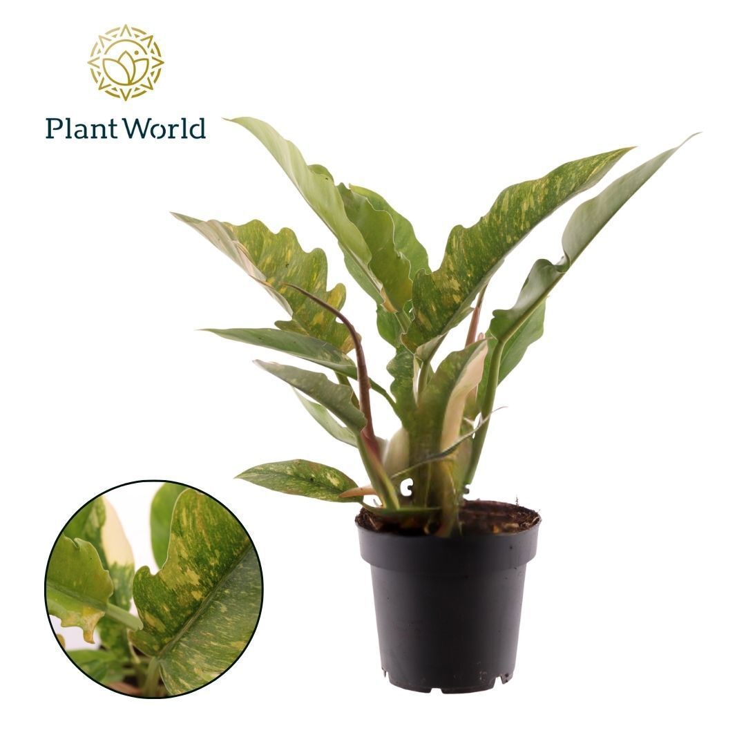Горшечные цветы и растения оптом Philodendron Narrow Ring Of Fire от 10шт из Голландии с доставкой по России